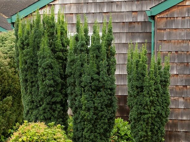 Yew “Hicks” | Easy To Grow Drought Tolerant Privacy Evergreen Shrub