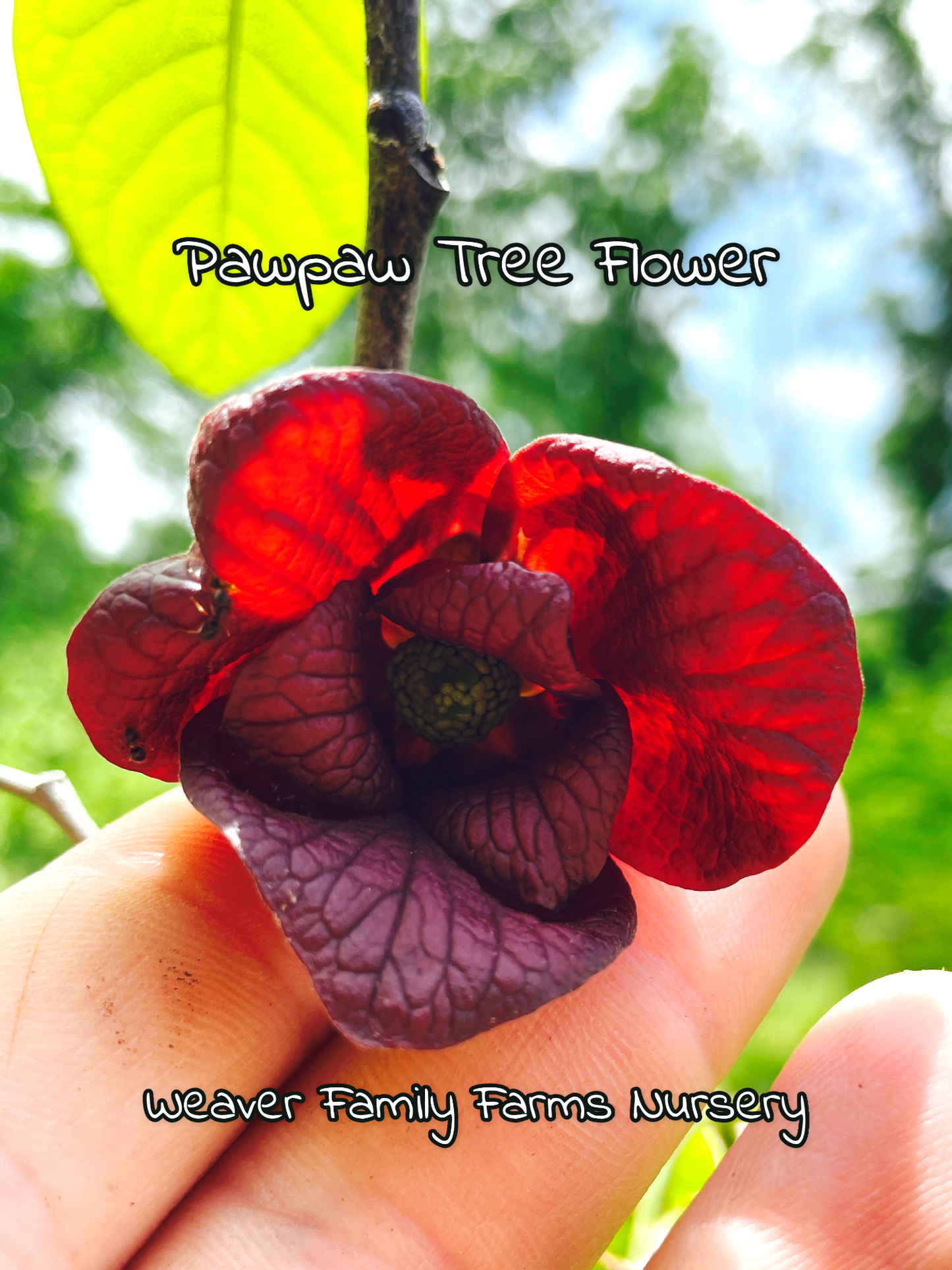 Native Pawpaw Tree for sale.
flowering in spring