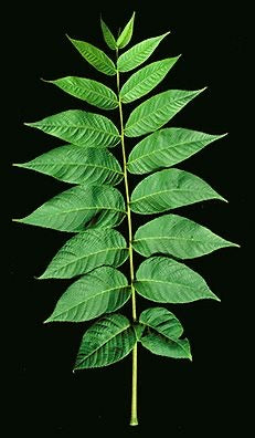 Black Walnut Tree For Sale | Buy Juglans Nigra Walnut Plant Online
