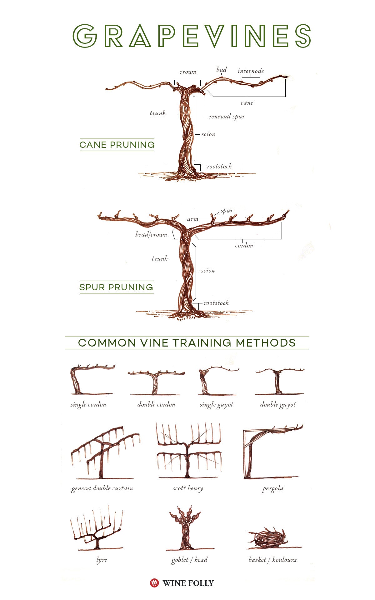 cane pruning grape vines