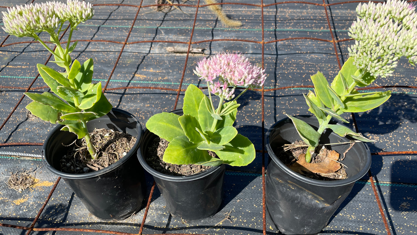 buy pink stonecrop plant online