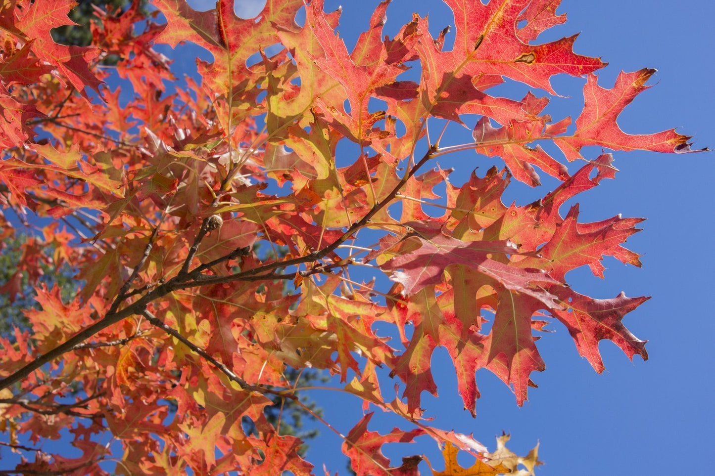 Swamp Spanish Oak tree in full sunlight.