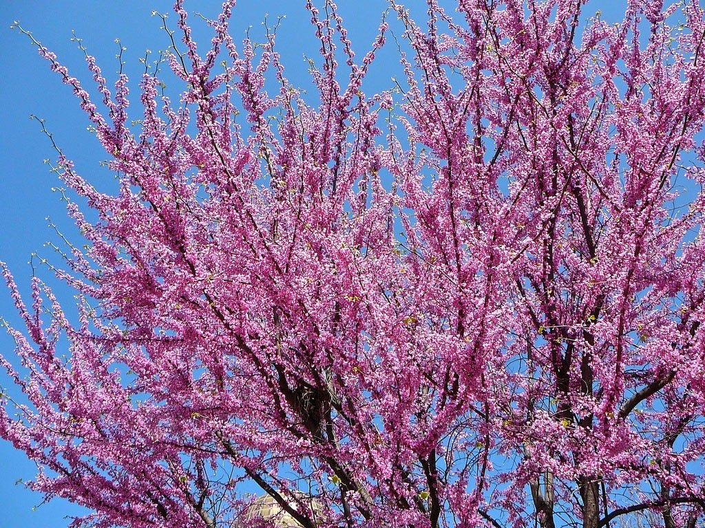 Redbud tree in bloom against blue sky.