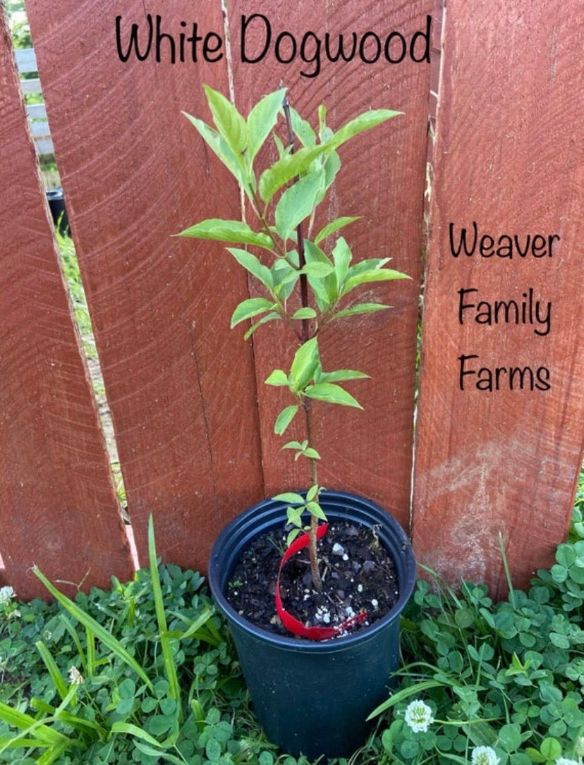 Buy White Dogwood Tree for sale online.
