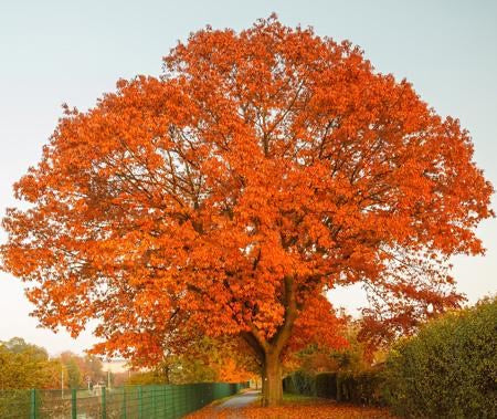 Healthy Northern Red Oak in fall colors.