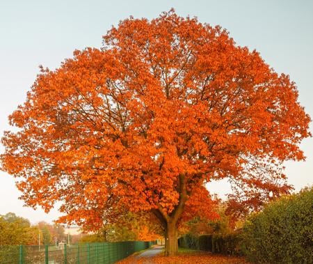 Northern Red Oak Tree For Sale | Buy "Quercus Rubra" Oak Tree Online