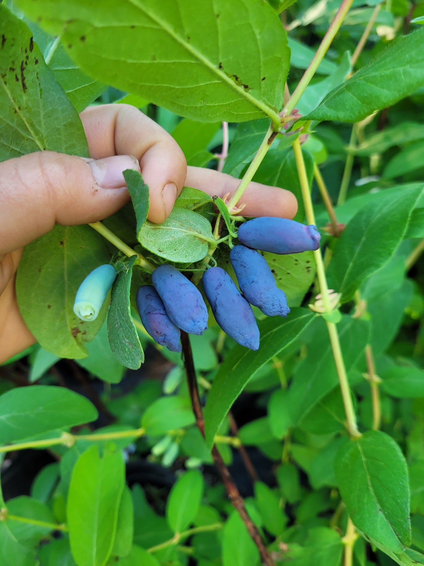 Honeyberry "Aurora" Haskap - Weaver Family Farms Nursery