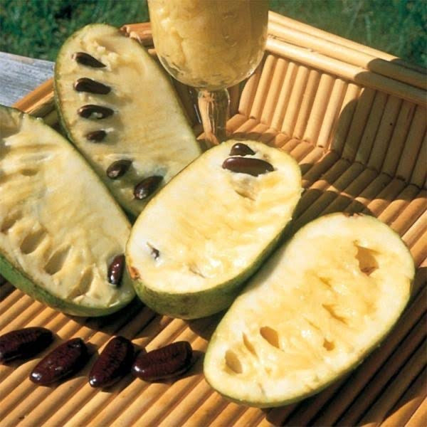 Pennsylvania Golden Pawpaw – Grafted Pawpaw Tree for Sale