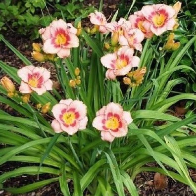 Close-up of Hemerocallis Strawberry Candy flowers.