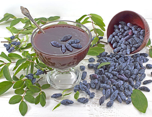 Freshly picked tundra honeyberries in basket.