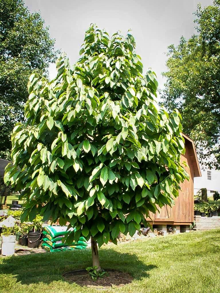 American Pawpaw Tree in full growth.