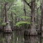 Bald Cypress Tree For Sale Online | Swamp Cypress Taxodium Distichum
