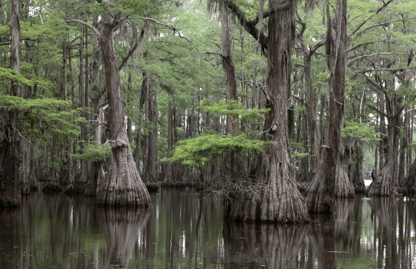 bald cypress trees in a natural swamp