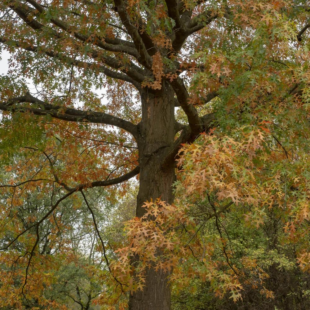 Pin Oak Tree growing in a landscape.