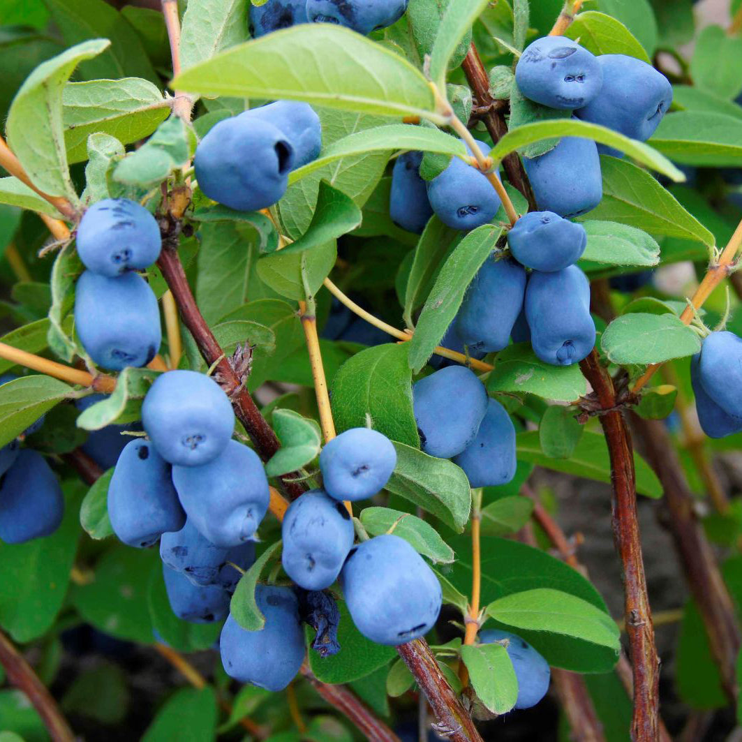 Aurora Honeyberry plant with ripe blue berries.