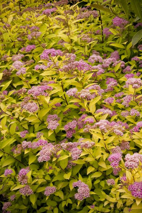 Low-maintenance Gold Mound Spirea in garden bed.