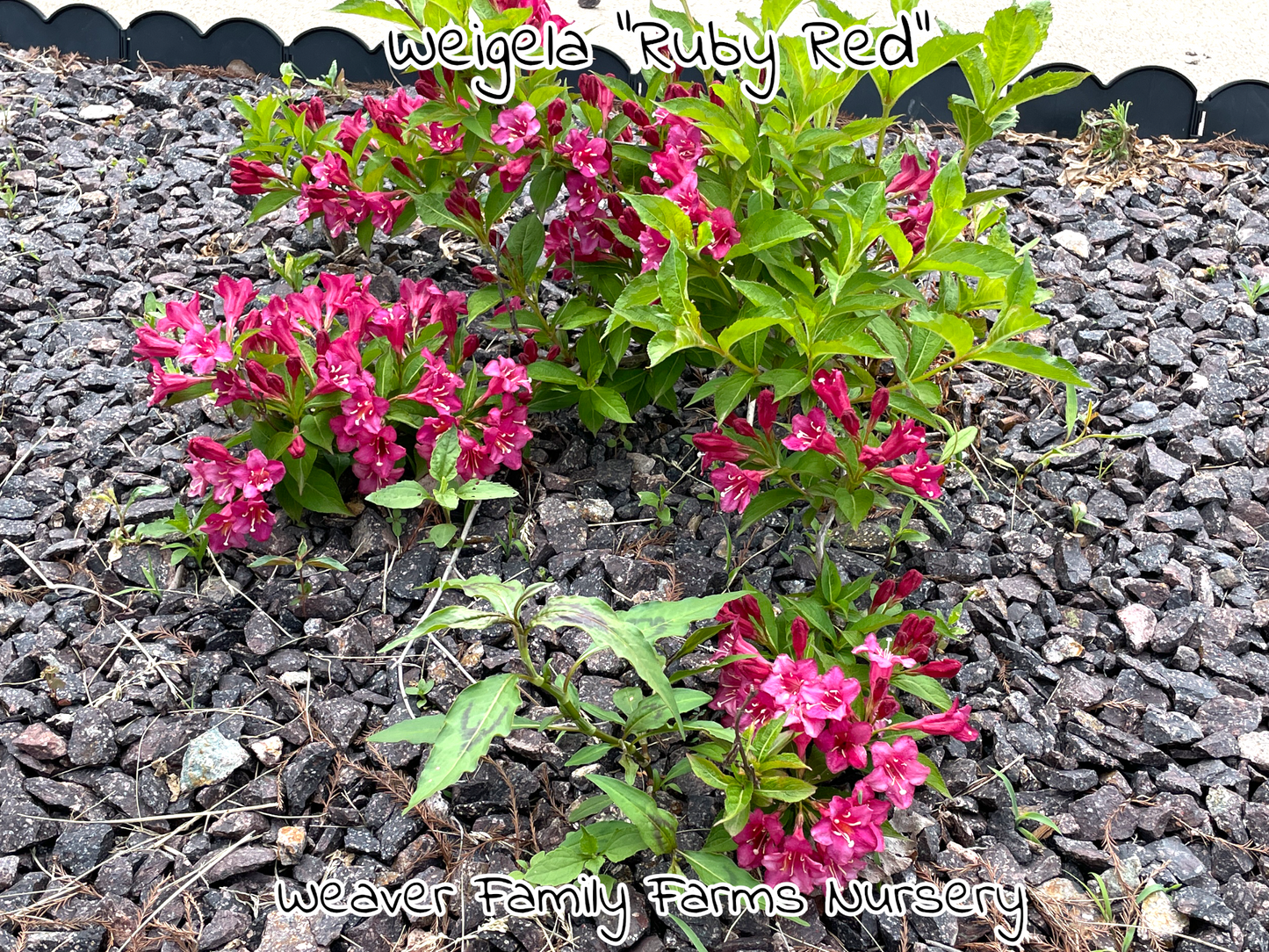 Weigela “Ruby Red” - Weaver Family Farms Nursery