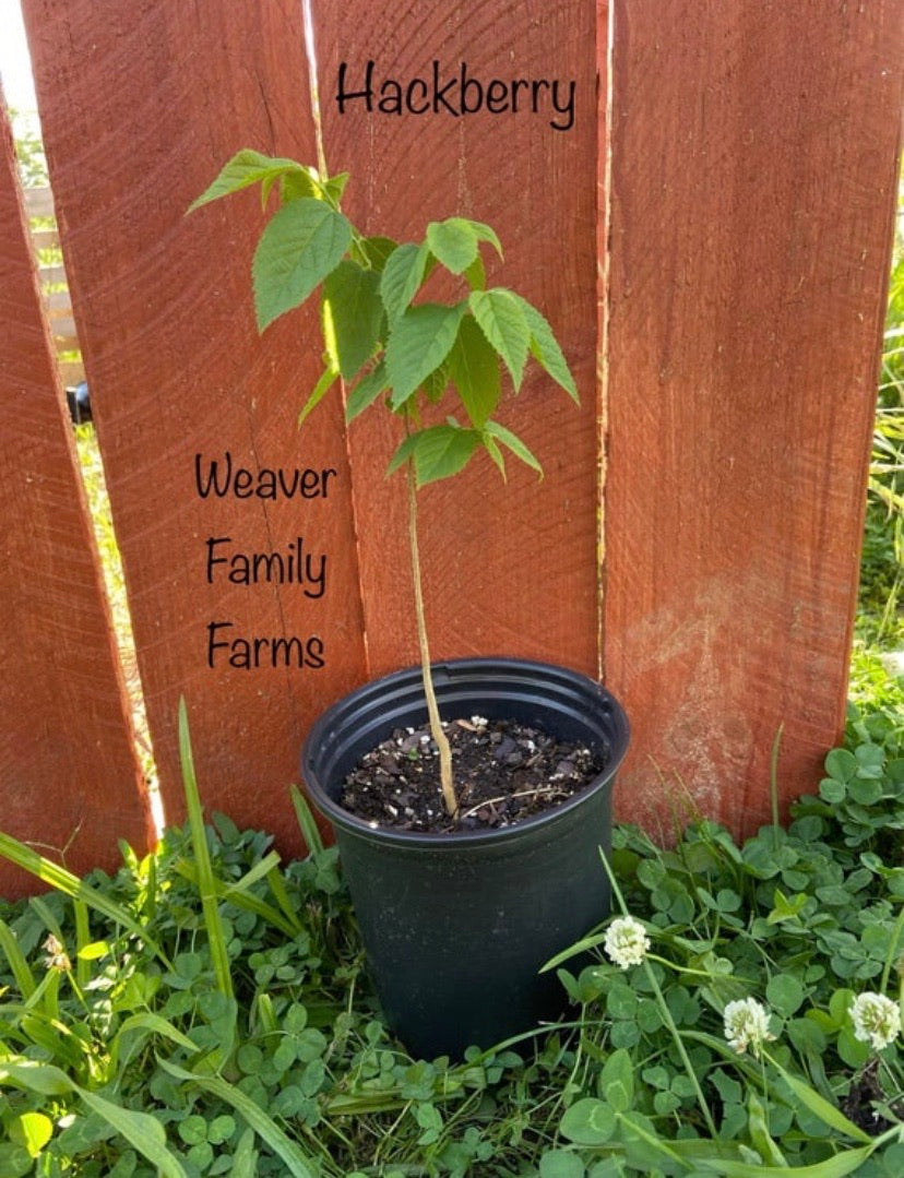 Hackberry tree for sale in full sun.