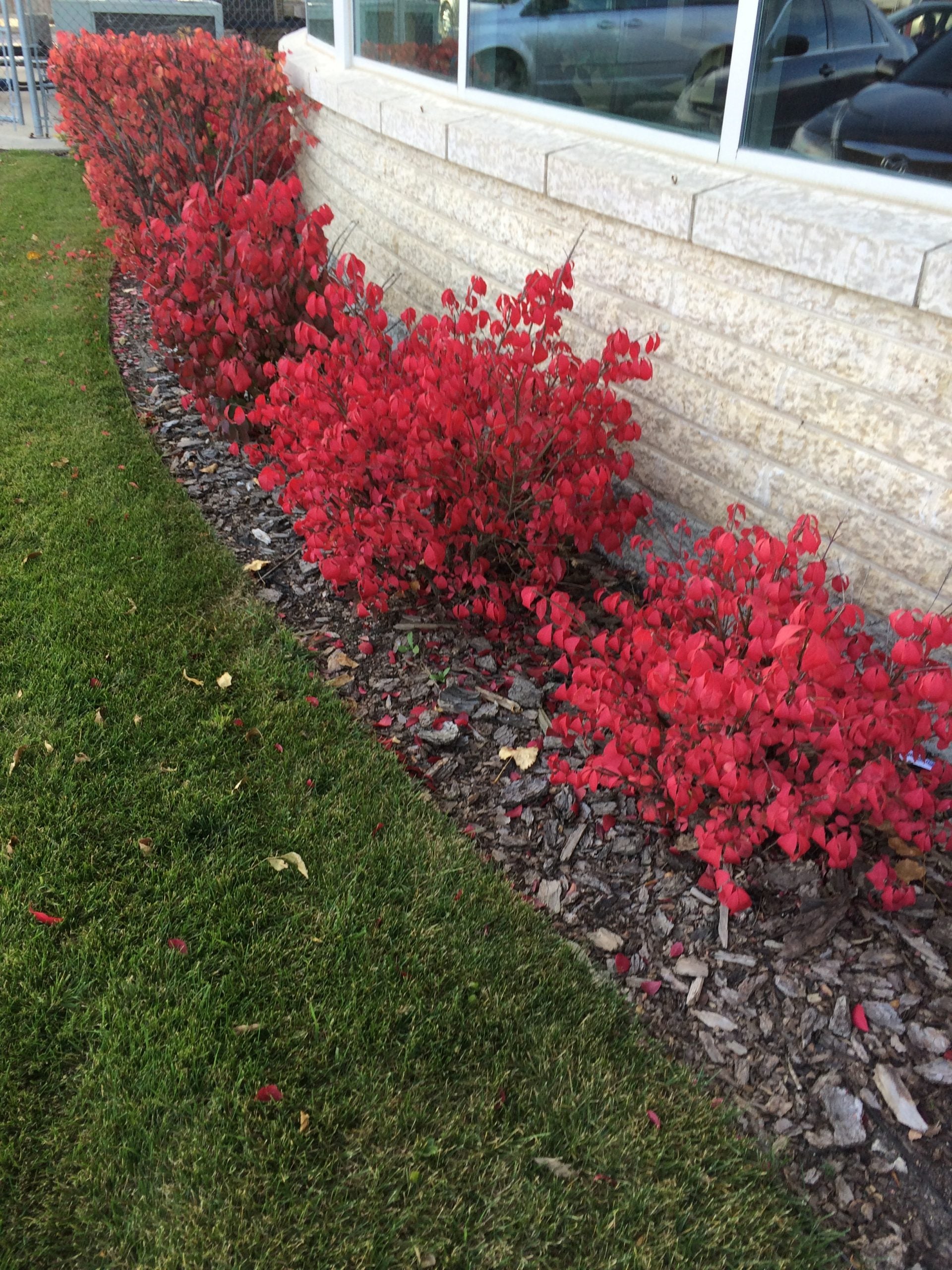 Vibrant fall color of Dwarf Burning Bush Compacta.