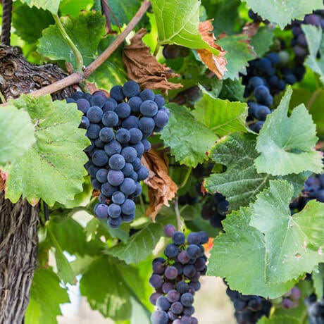Sweet seedless grapes on lush vine.