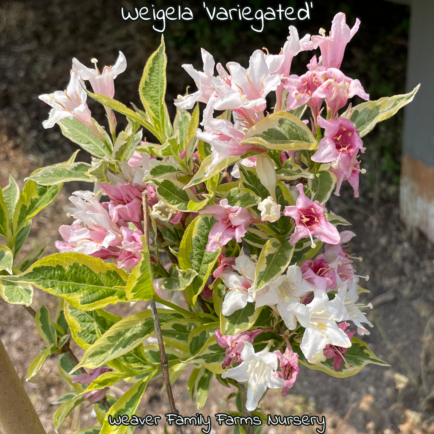 Variegated Weigela with pink blooms and green-white foliage.