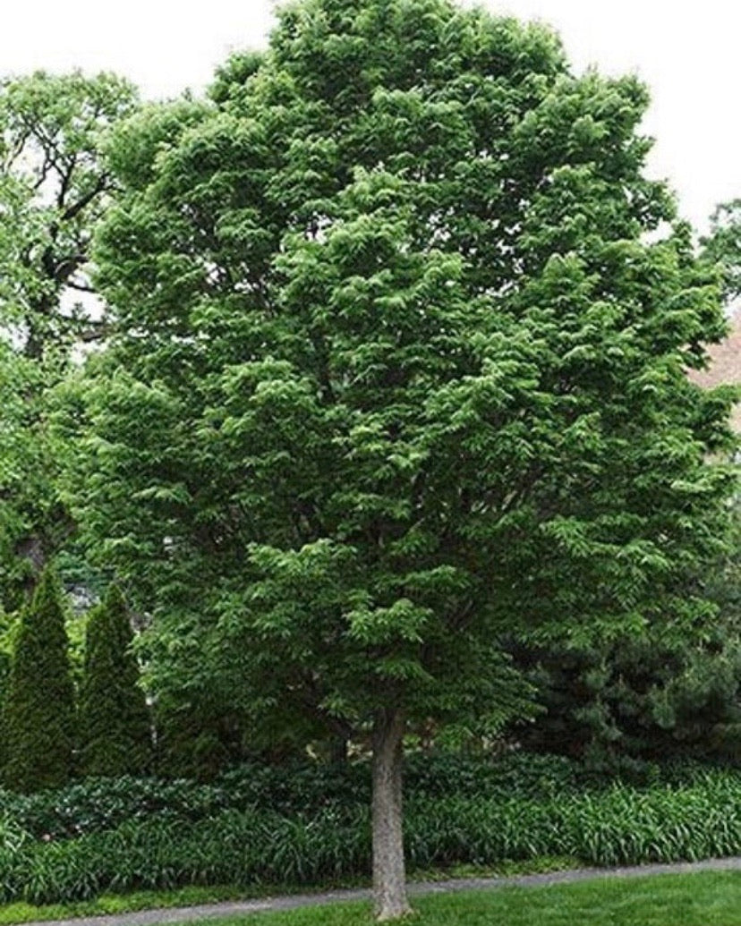 Common Hackberry tree for shade.