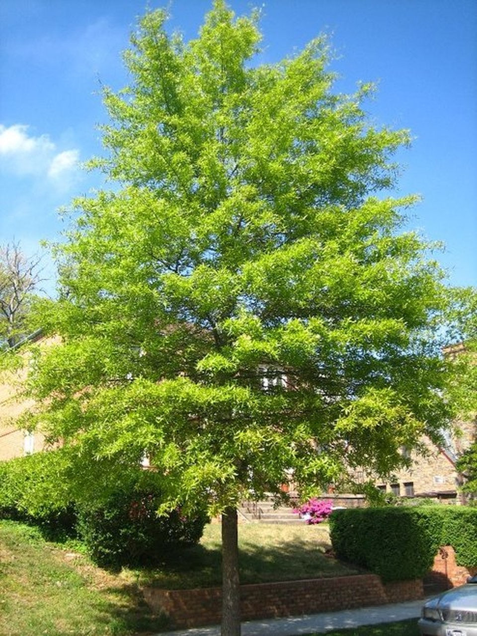 Willow Oak Tree with narrow, willow-like leaves.