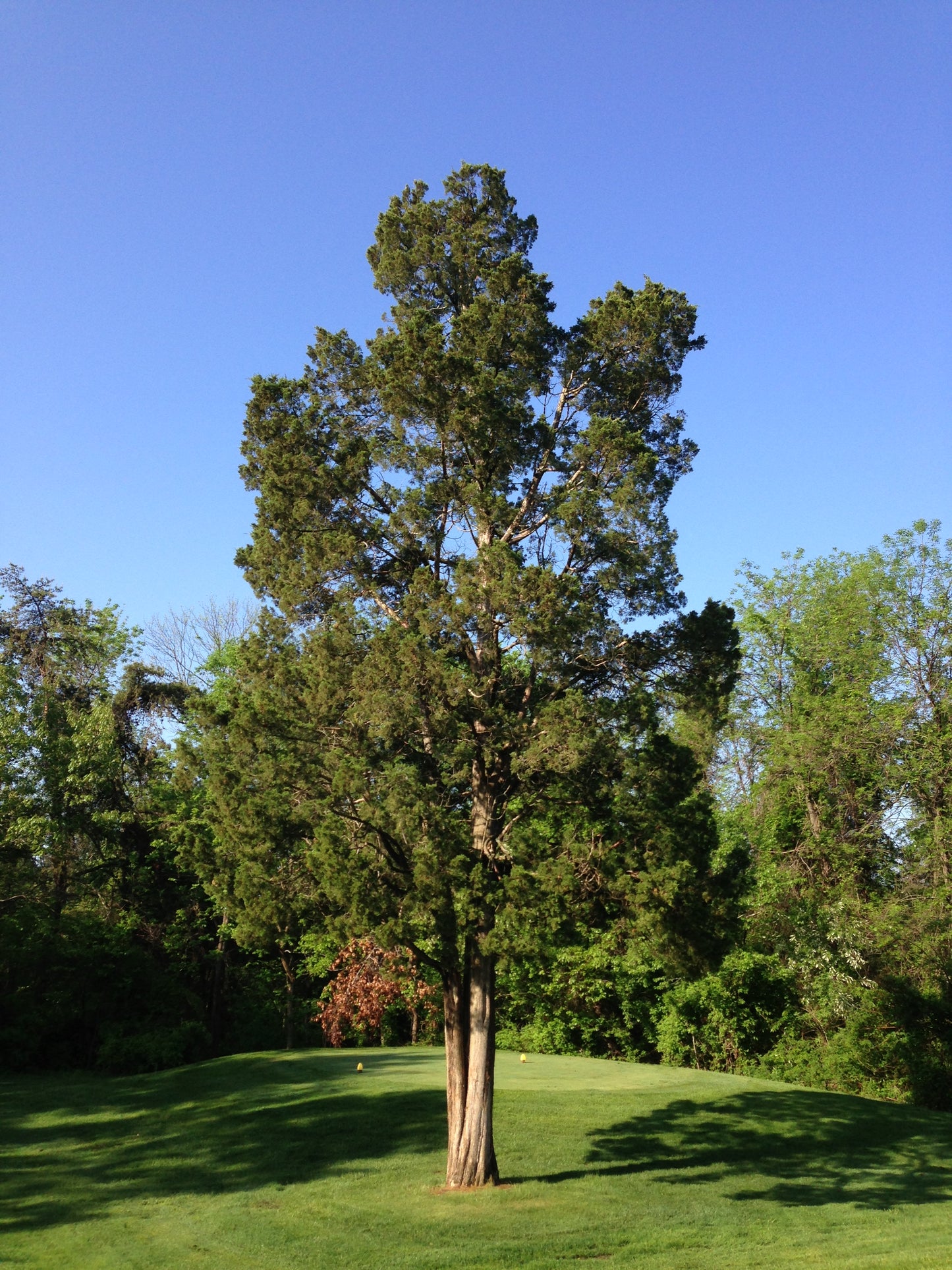Eastern Red Cedar seedlings for sale.