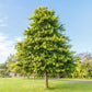 Pin Oak Tree For Sale | Buy Swamp Spanish Oak Tree "Quercus Palustris"
