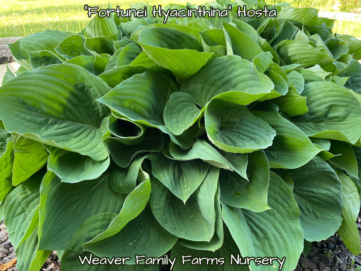 Large Hosta Fortunei Hyacinthina in a shaded garden.