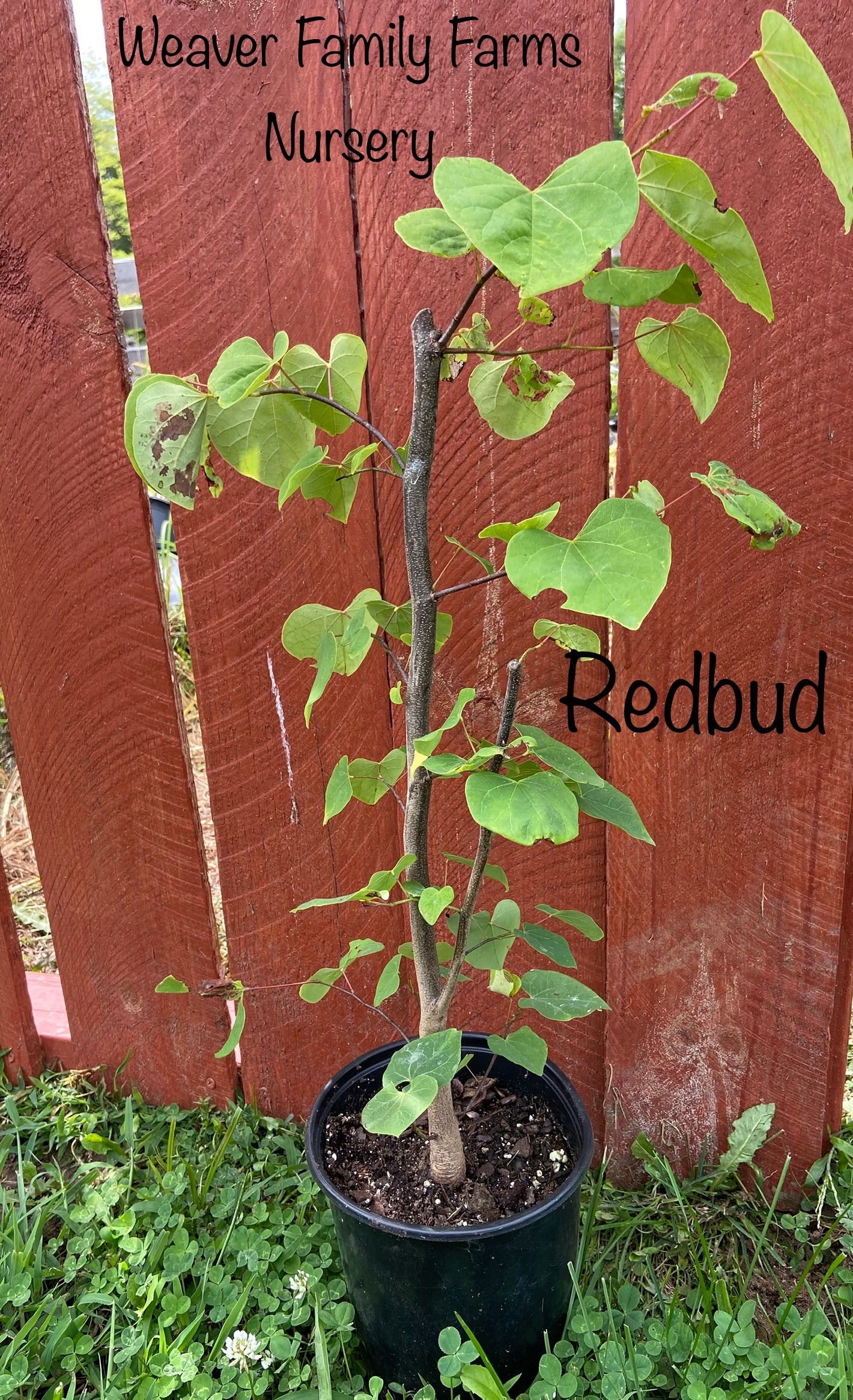 Redbud tree seedling for sale