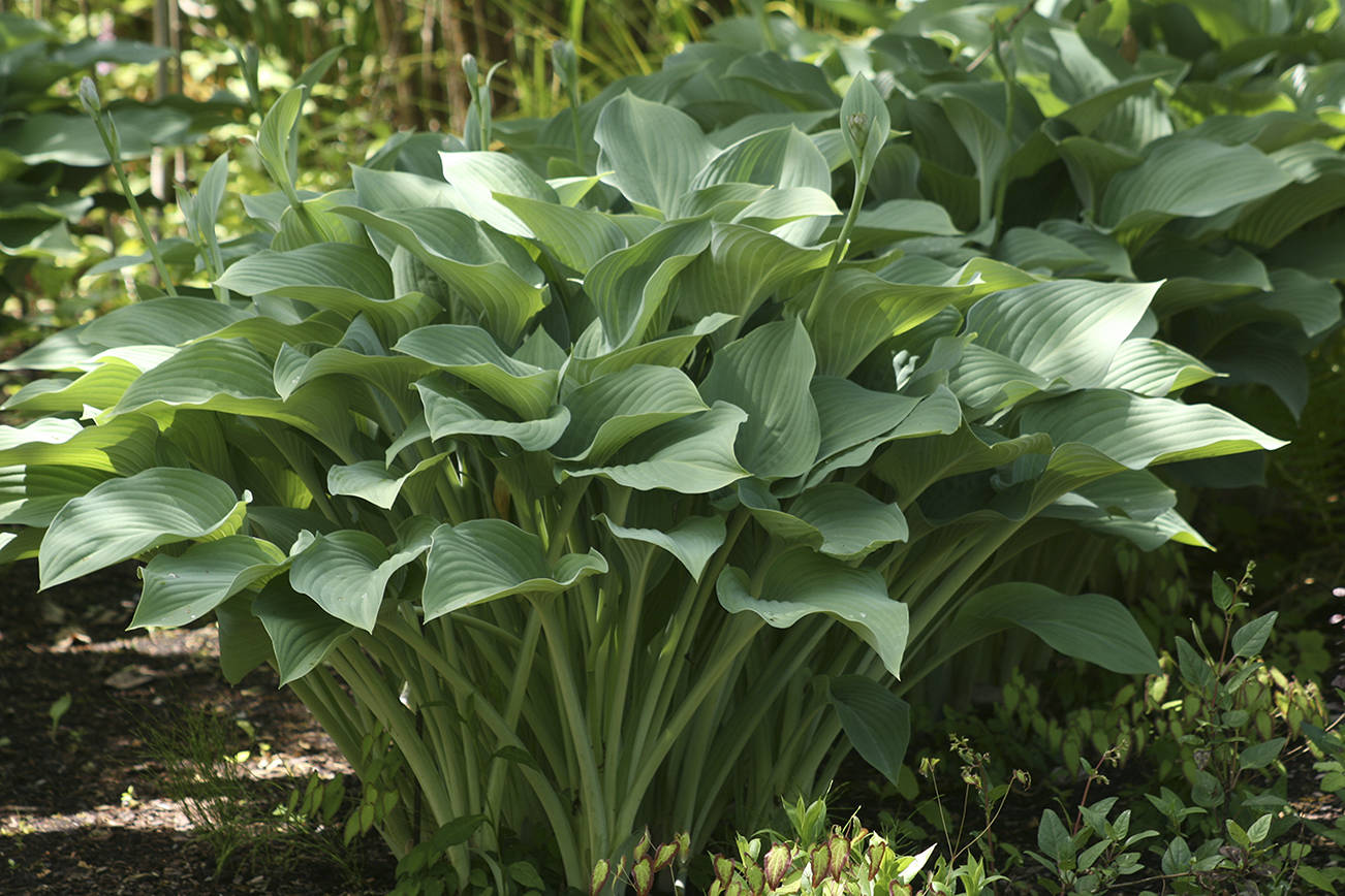 Krossa Regal Hosta growing in shade.