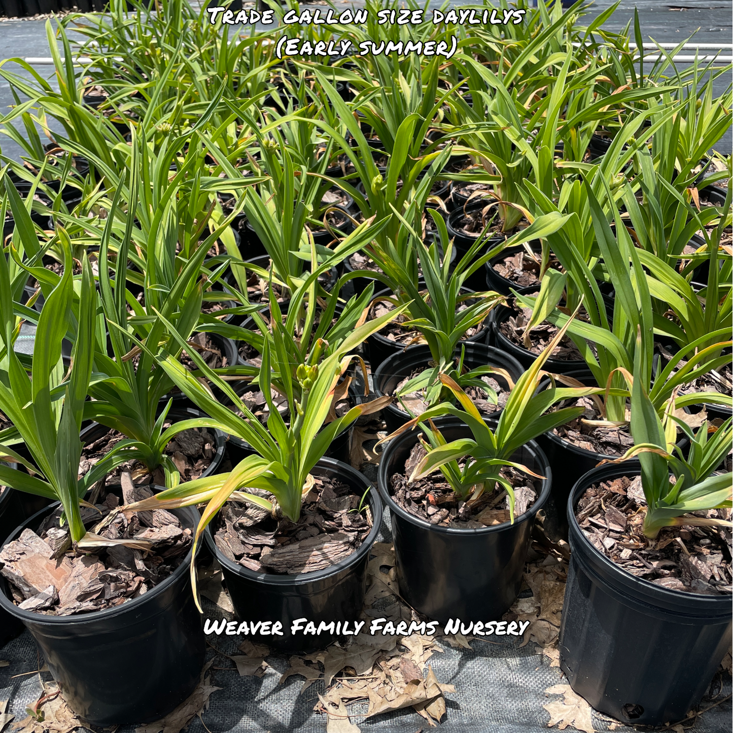 Daylily “Strawberry Candy” - Weaver Family Farms Nursery