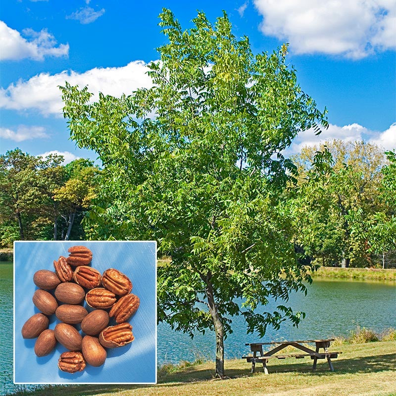 Buy Northern pecan tree online.