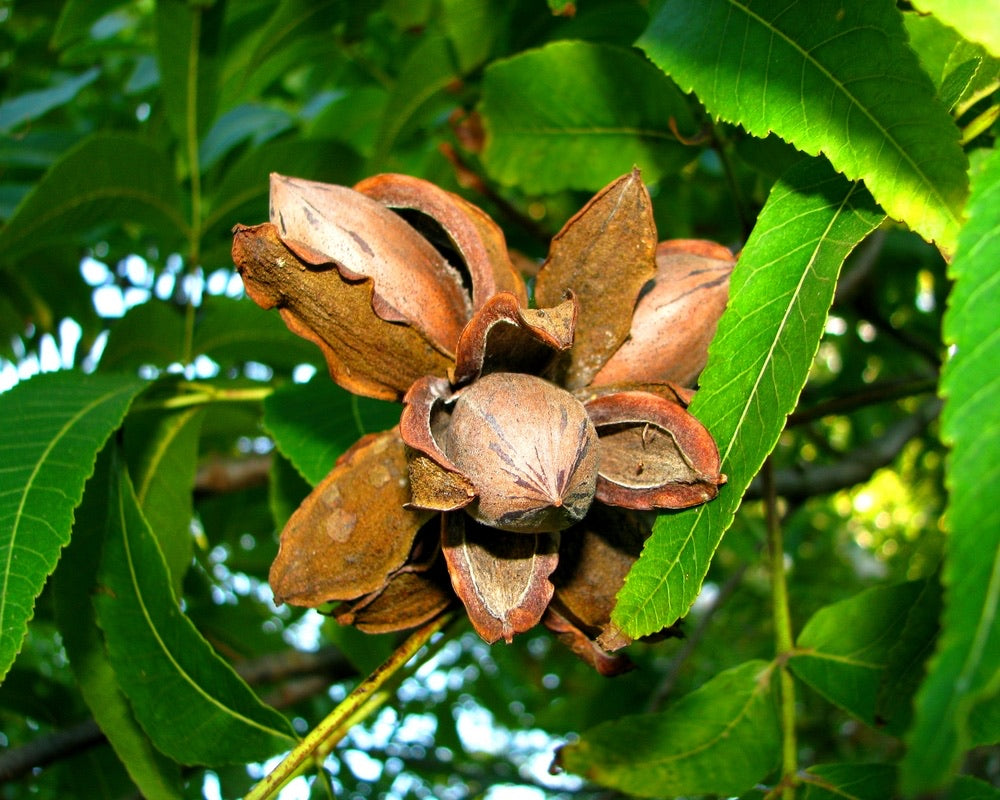 Northern pecan tree in the fall