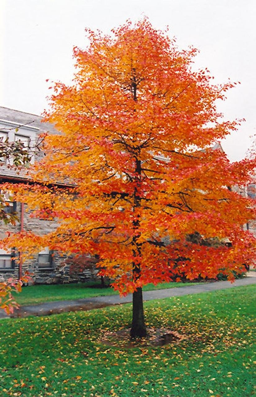 Black Gum Tree in full fall color.