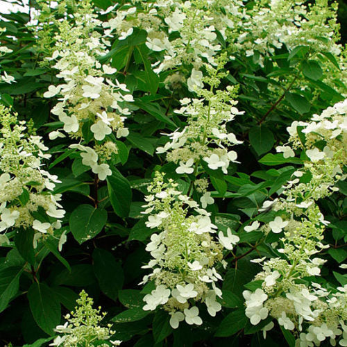 Large panicles of Tardiva Hydrangea in full sun.
