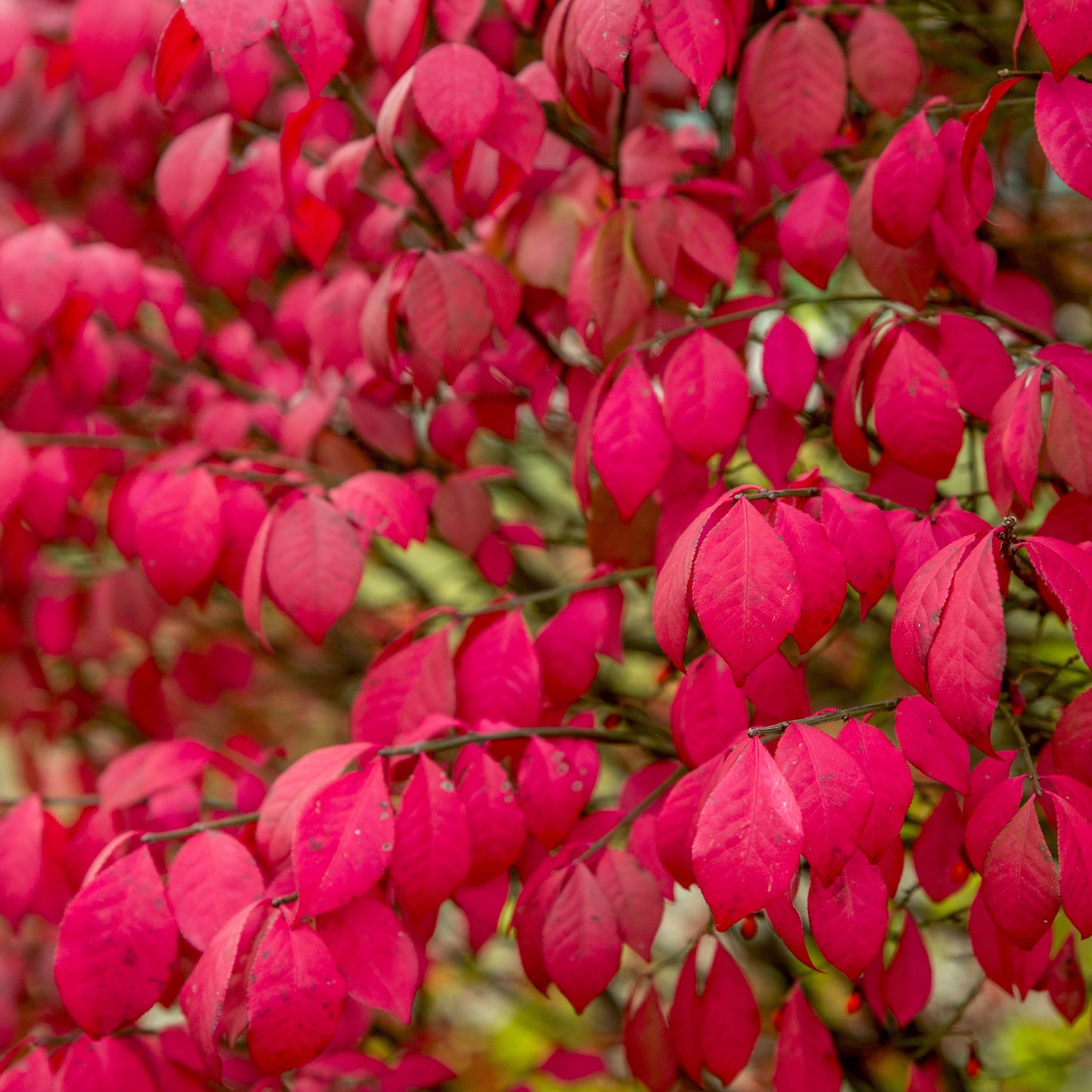 Fiery red dwarf burning bush, perfect for fall landscapes.