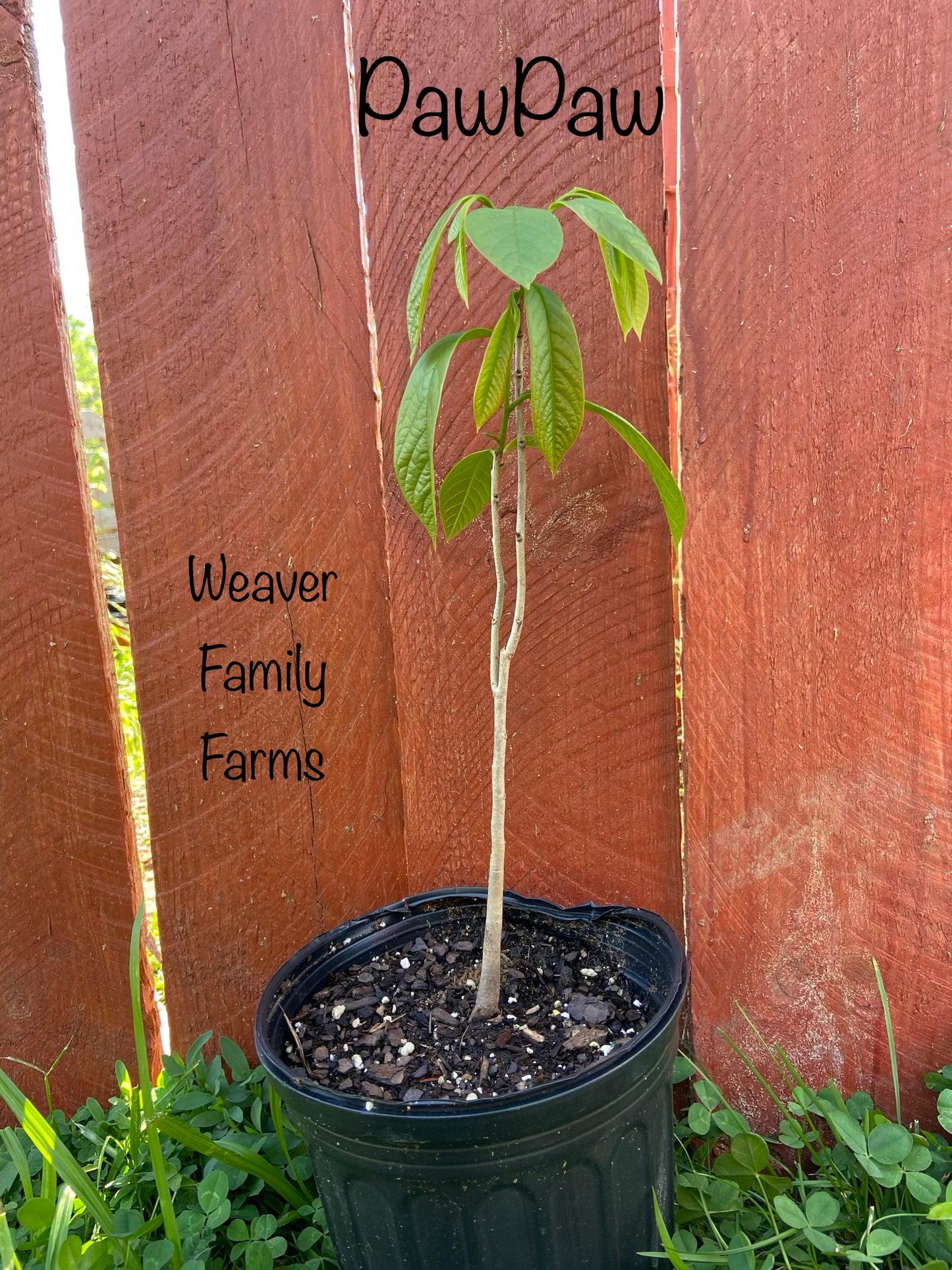 Grafted Pennsylvania Golden Pawpaw Tree for Sale
