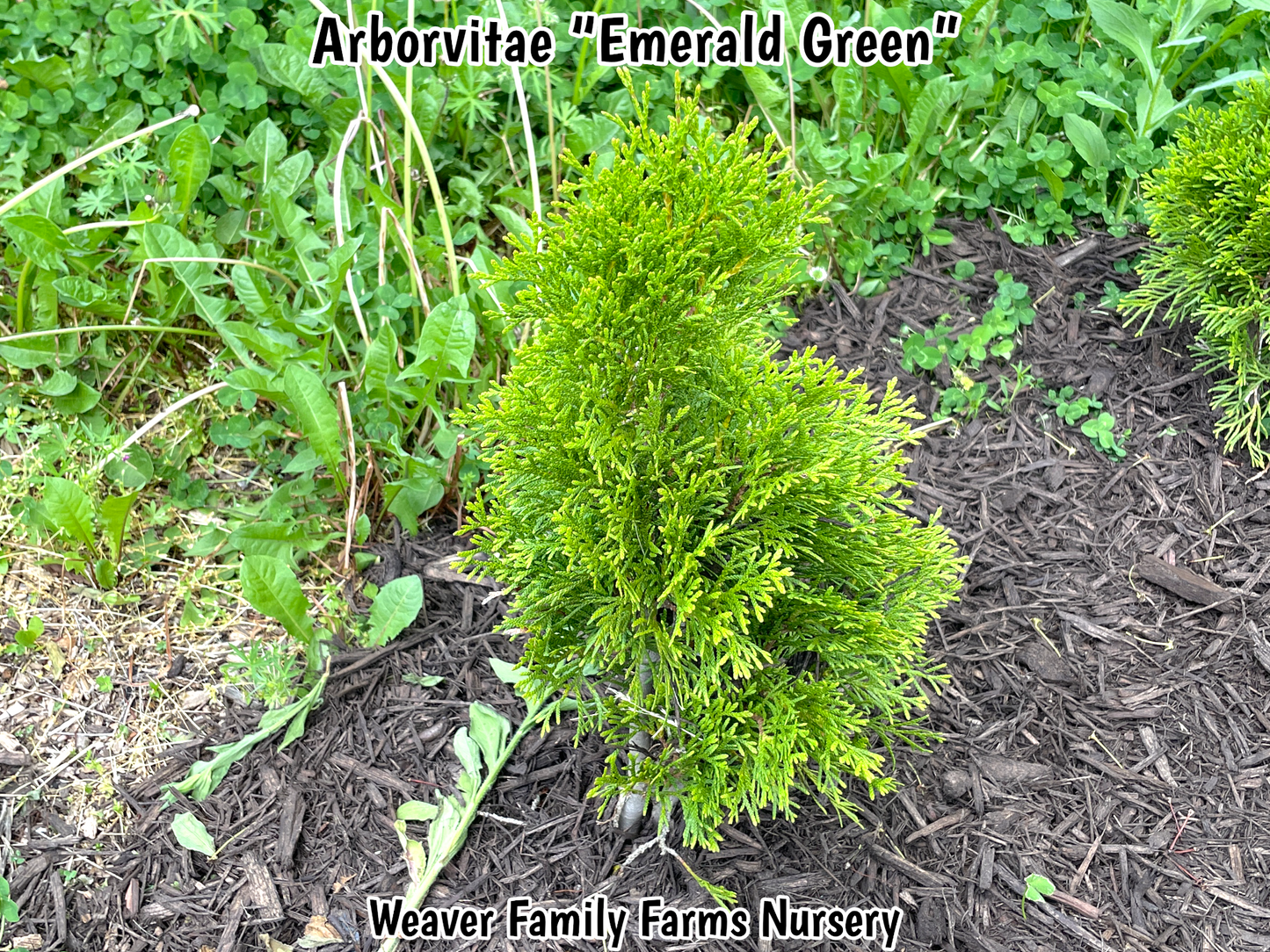 Close-up of emerald green foliage on arborvitae.