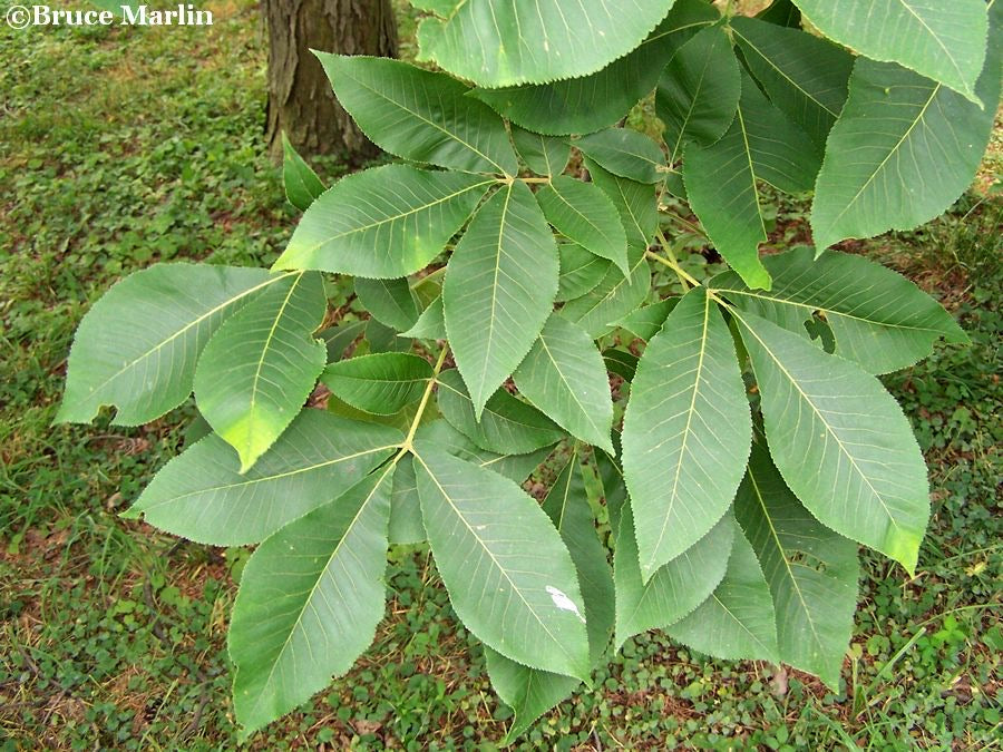 shellbark hickory tree for sale