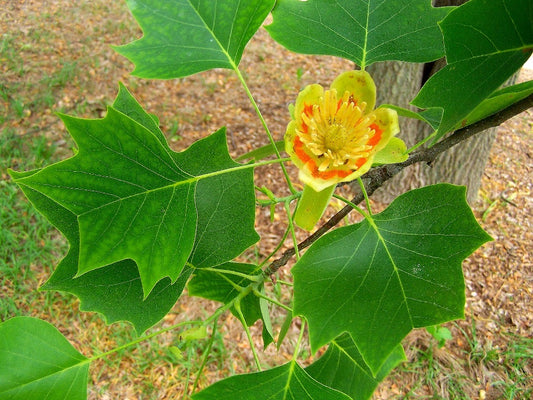 Tulip Poplar Tree with tulip-shaped flowers.