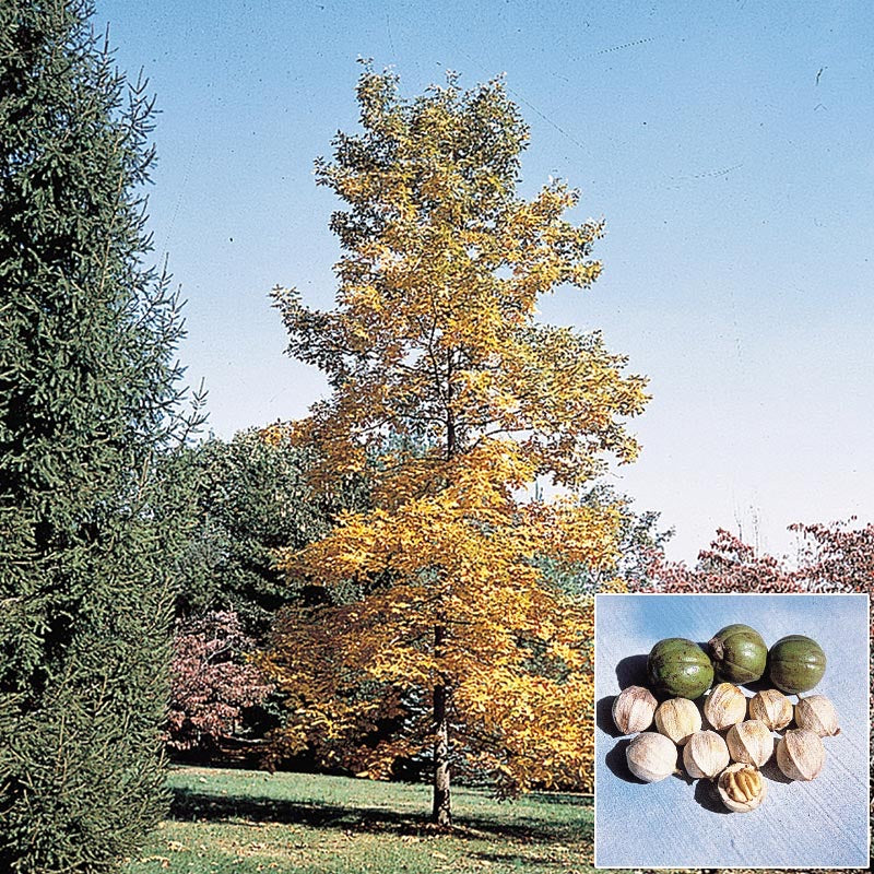 shellbark hickory tree in the fall