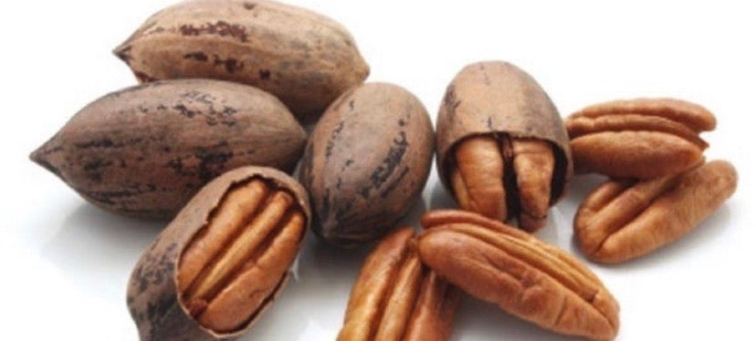 Farm fresh pecan nuts in shell, ready to eat.