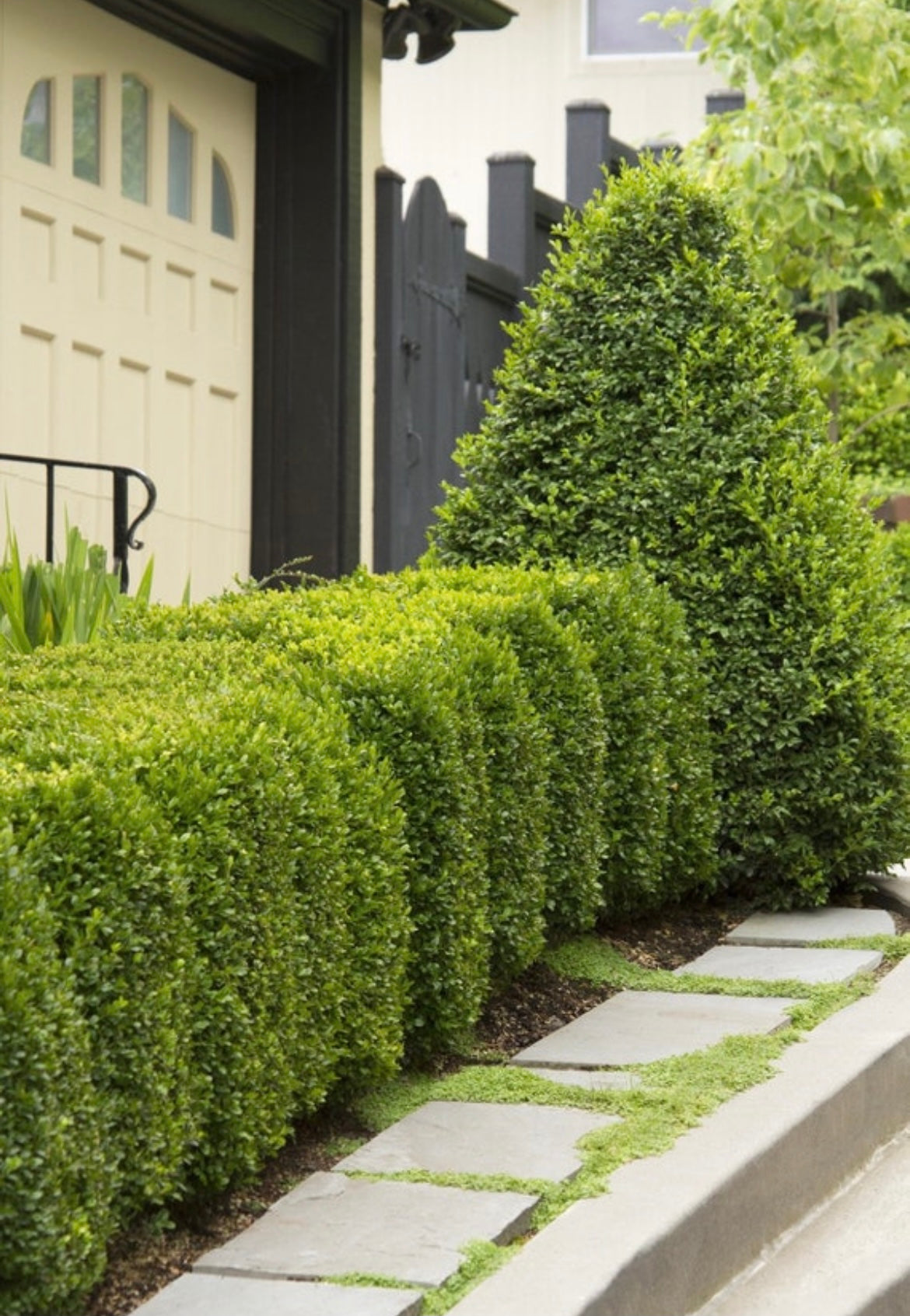Boxwood Green Mountain for hedges.