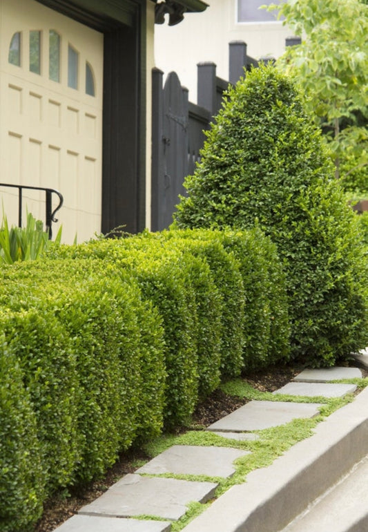 Boxwood Green Mountain for hedges.