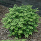 Buy Dwarf Burning Bush | Buy Euonymus Alatus 'Compactus' Plant Online