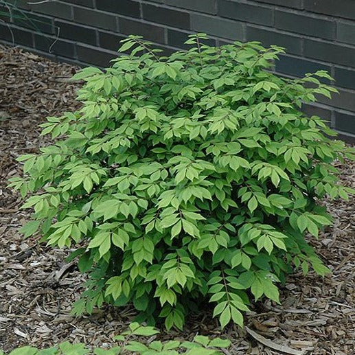 Buy Dwarf Burning Bush shrub for sale online.