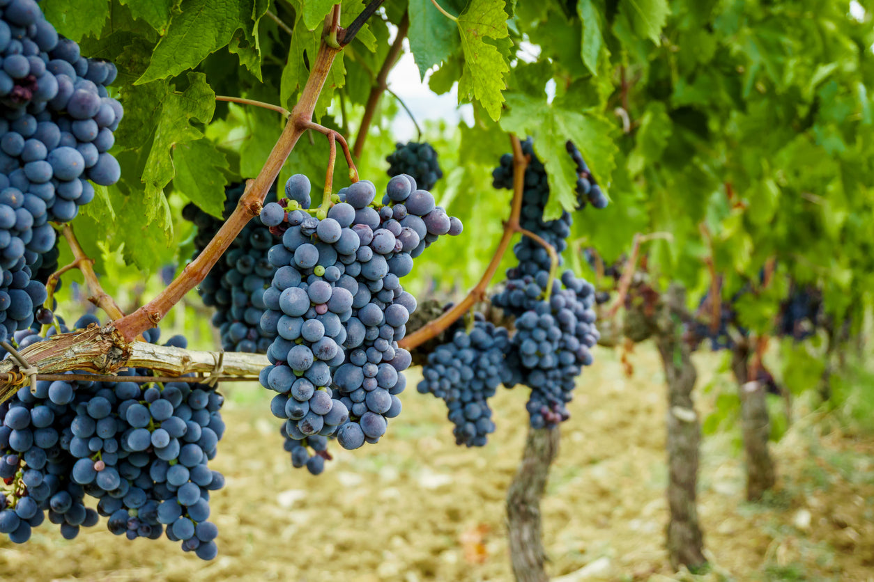 Seedless Concord Grape vine with ripening grapes.