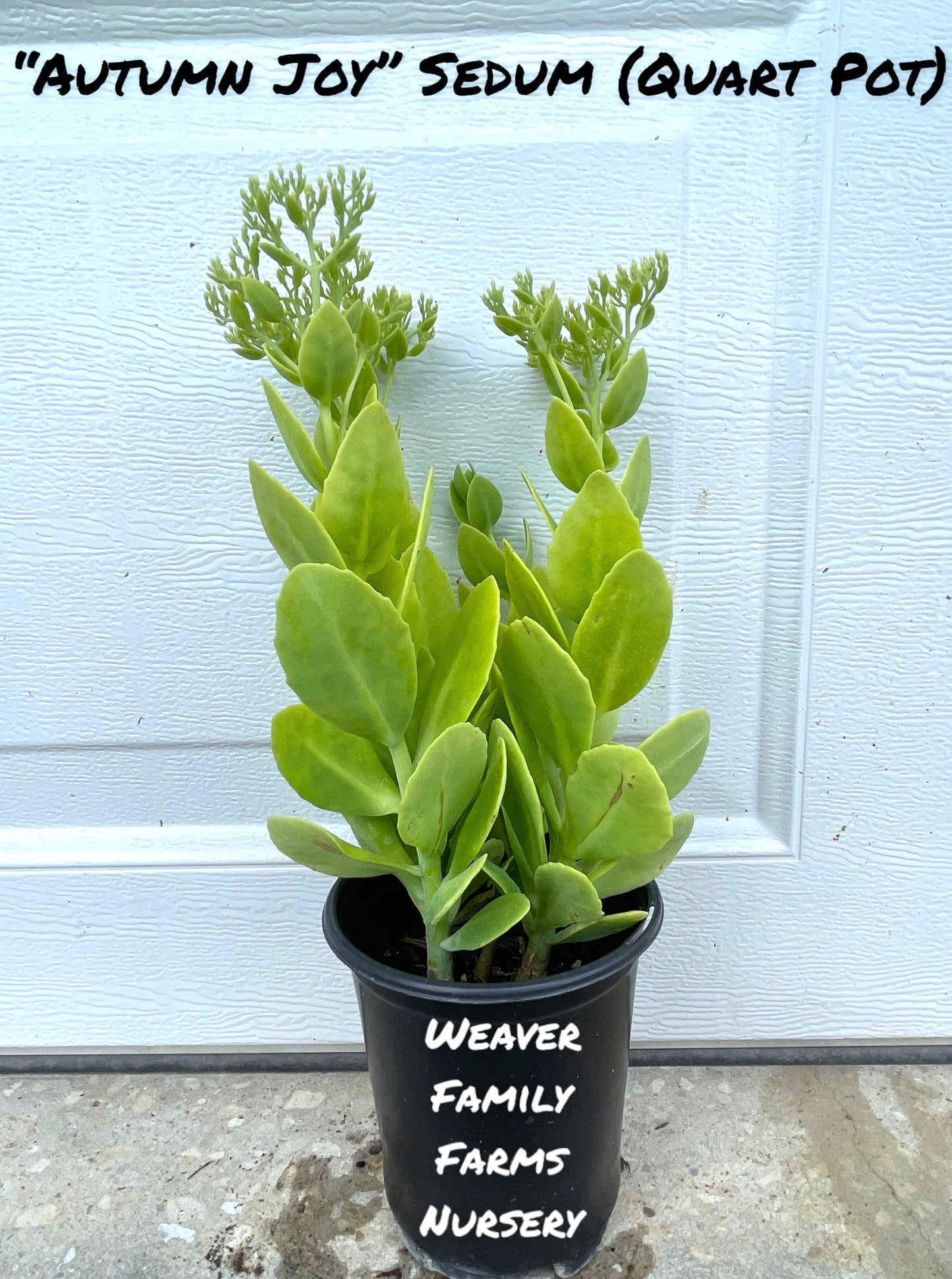 autumn joy sedum stonecrop for sale